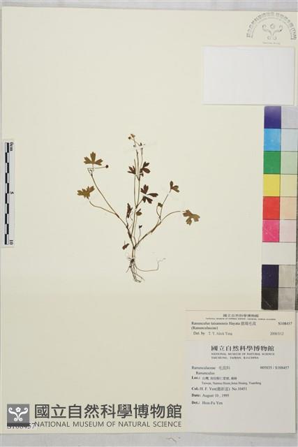 鹿場毛茛藏品圖，第1張