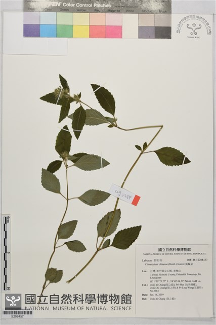 風輪菜藏品圖，第1張