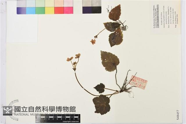 卵葉銀蓮花藏品圖，第1張