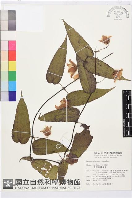 亨利氏鐵線蓮藏品圖，第2張