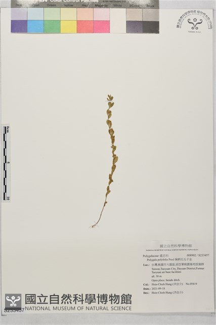 無柄花瓜子金藏品圖，第1張