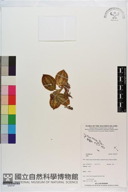 登錄號:S200157藏品圖，第1張