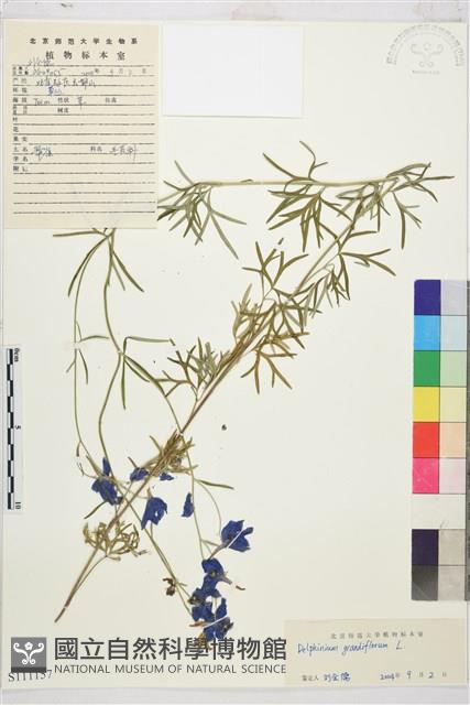 大花飛燕草藏品圖，第1張