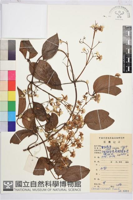 小木通藏品圖，第1張