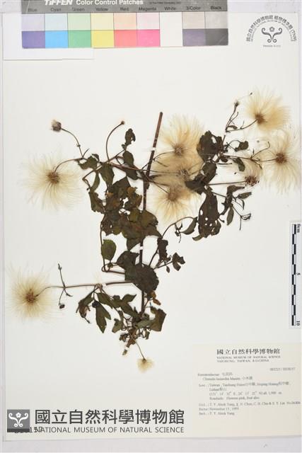 小木通藏品圖，第2張