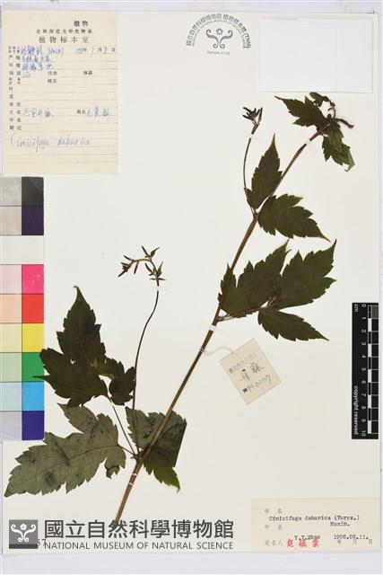 興安升麻藏品圖，第1張