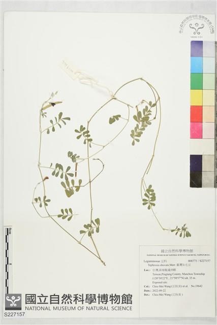 臺灣灰毛豆藏品圖，第1張