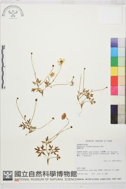 蓬萊毛茛藏品圖，第1張