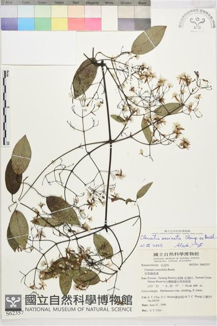 柱果鐵線蓮藏品圖，第2張