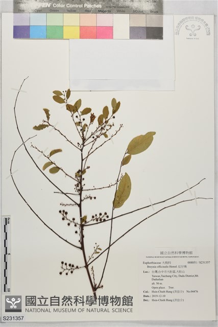 紅仔珠藏品圖，第1張