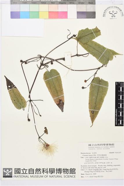 亨利氏鐵線蓮藏品圖，第1張