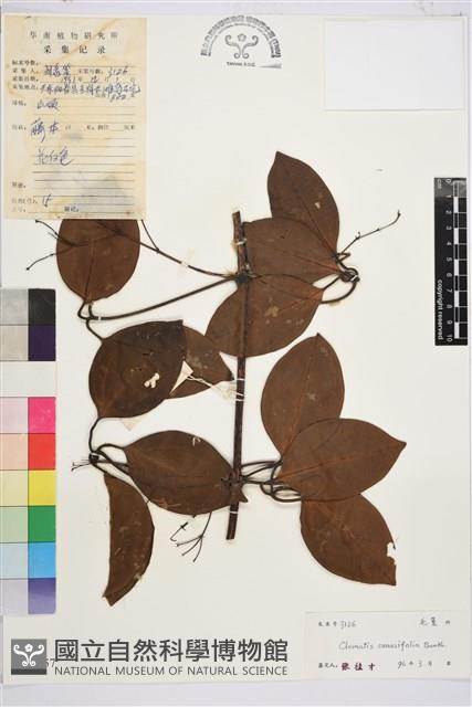 厚葉鐵線蓮藏品圖，第1張