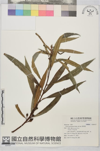 梨果榕藏品圖，第1張