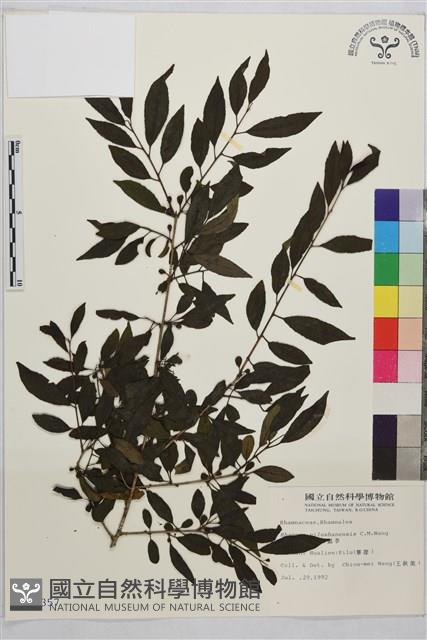 畢祿山鼠李藏品圖，第1張