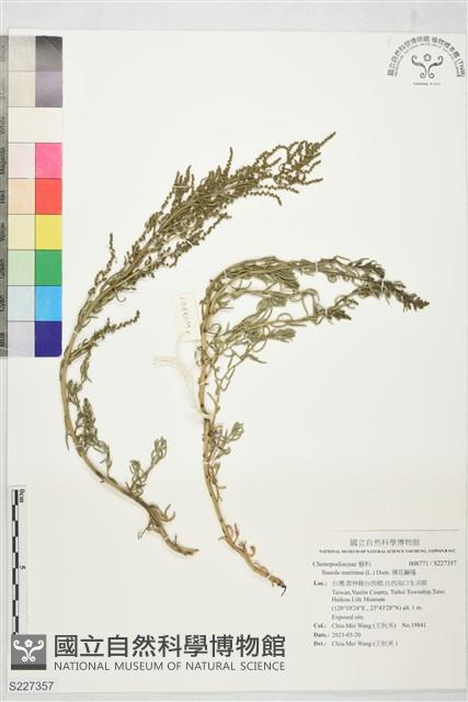 裸花鹼蓬藏品圖，第1張