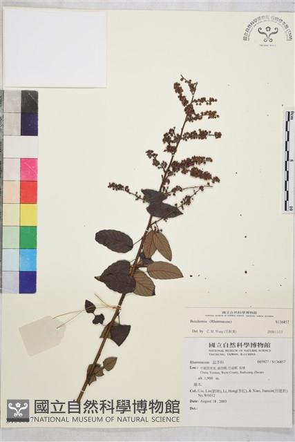 登錄號:S136857藏品圖，第1張