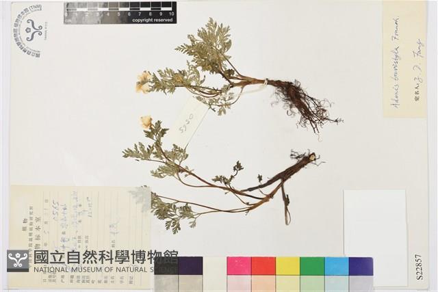 短柱側金盞花藏品圖，第1張