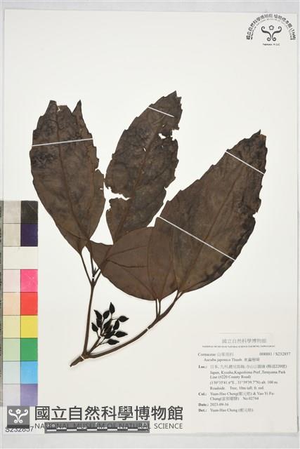 東瀛珊瑚藏品圖，第1張