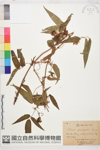 雲南鐵線蓮藏品圖，第1張