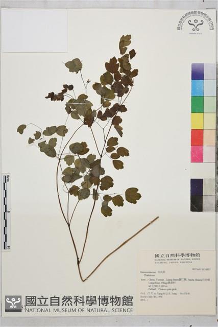 登錄號:S034857藏品圖，第1張