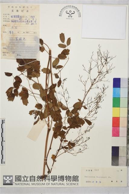 東亞唐松草藏品圖，第1張