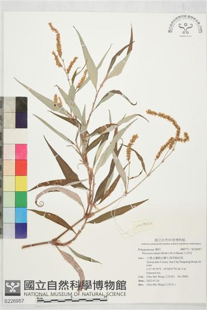 白苦柱藏品圖，第1張