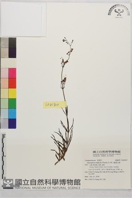 輪葉沙參藏品圖，第1張