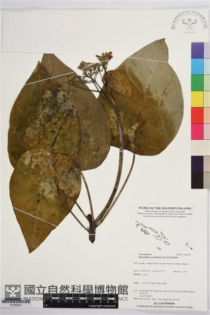 蓮葉桐藏品圖，第1張