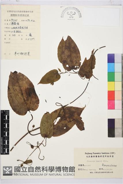 亨利氏鐵線蓮藏品圖，第1張