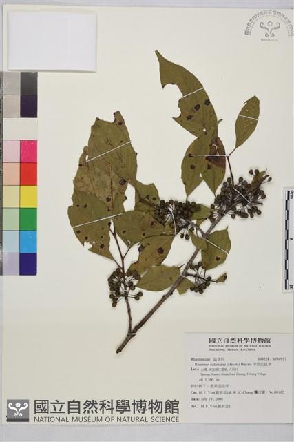 中原氏鼠李藏品圖，第1張