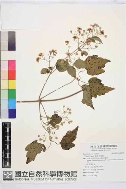 串鼻龍藏品圖，第1張