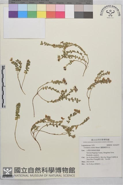 鵝鑾鼻野百合藏品圖，第1張