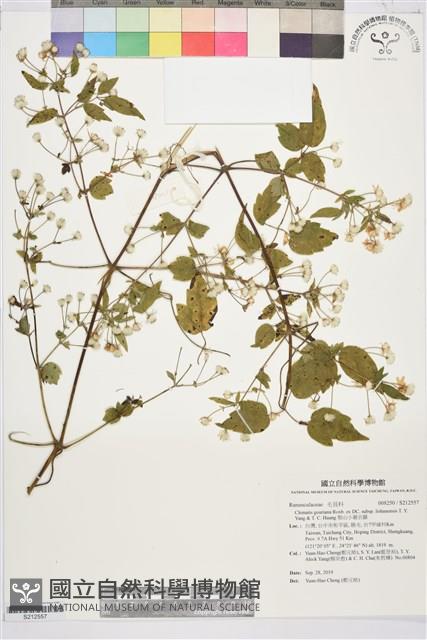 梨山小蓑衣藤藏品圖，第1張