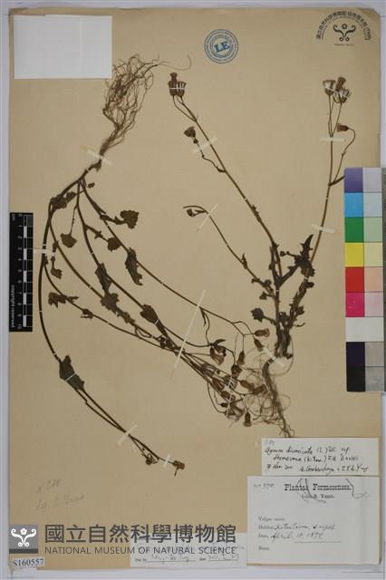 紫背草藏品圖，第1張