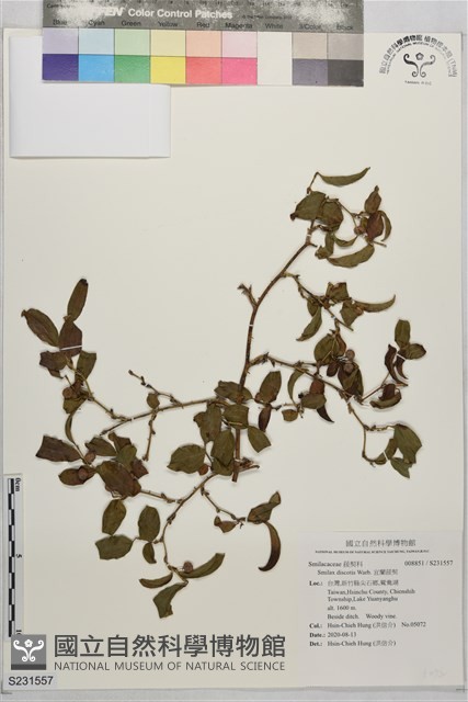 宜蘭菝契藏品圖，第1張