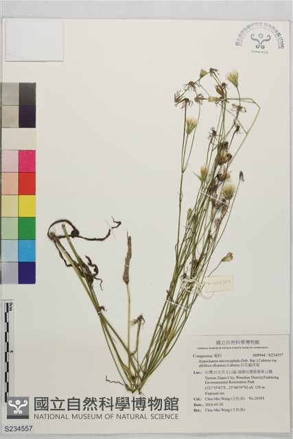 白花貓耳菊藏品圖，第1張