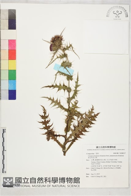 紫花阿里山薊藏品圖，第1張