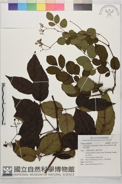 廣東山葡萄藏品圖，第1張