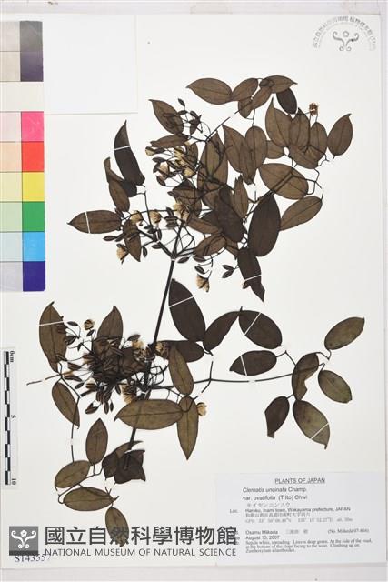 卵葉鐵線蓮藏品圖，第1張