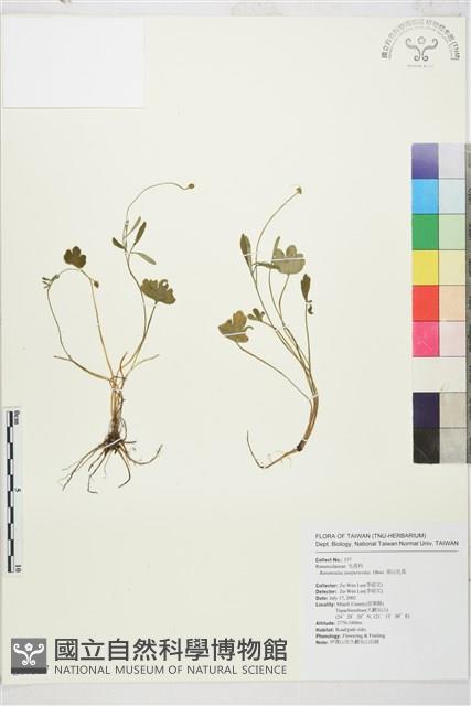 高山毛茛、檜林毛茛藏品圖，第1張