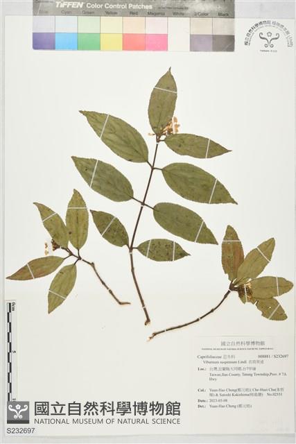 長筒莢迷藏品圖，第1張