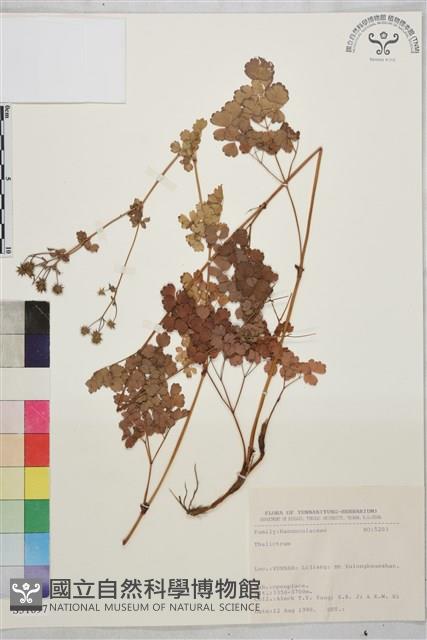 登錄號:S031697藏品圖，第1張