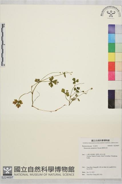 鹿場毛茛藏品圖，第1張