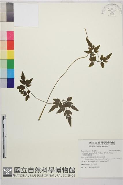 田村氏鐵線蓮藏品圖，第1張