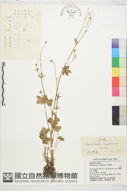 毛茛藏品圖，第1張