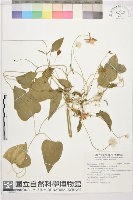 田代氏鐵線蓮藏品圖，第1張