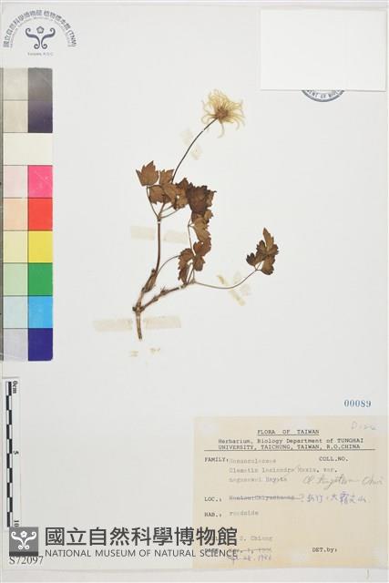 高山鐵線蓮藏品圖，第1張