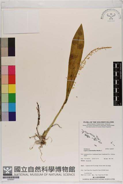 長腳羊耳蒜、長耳蘭藏品圖，第1張