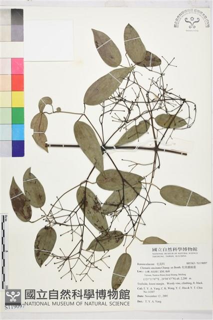 柱果鐵線蓮藏品圖，第1張