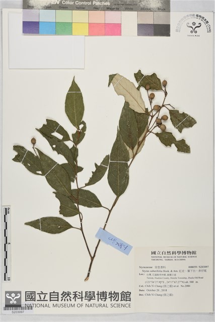 紅皮、葉下白、赤仔尾藏品圖，第1張